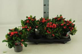Euphorbia milii red
