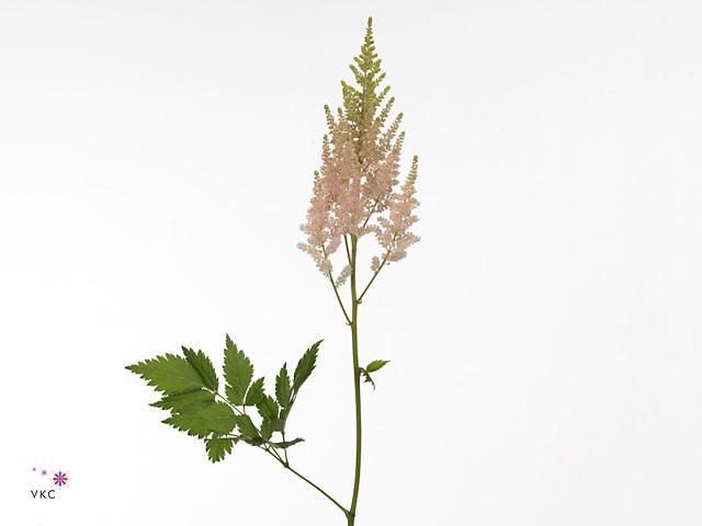 Astilbe vision inferno