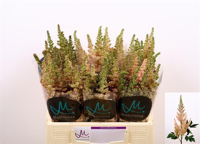 Astilbe vision inferno