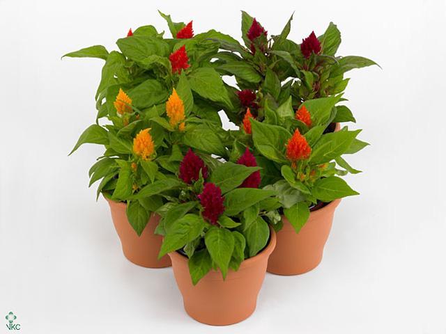 Celosia plumosa mix