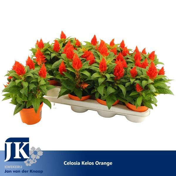 Celosia plumosa mix