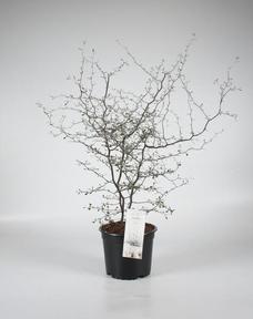 Corokia cotoneastr