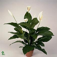 Spathiphyllum Sweet Lauretta