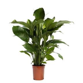 Spathiphyllum Sweet Lauretta