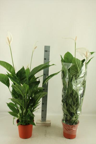 Spathiphyllum Sweet Lauretta