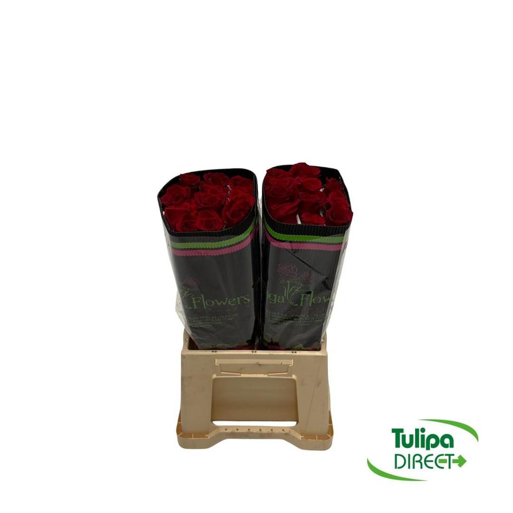 Rosa co freedom DIRECT (col) x25