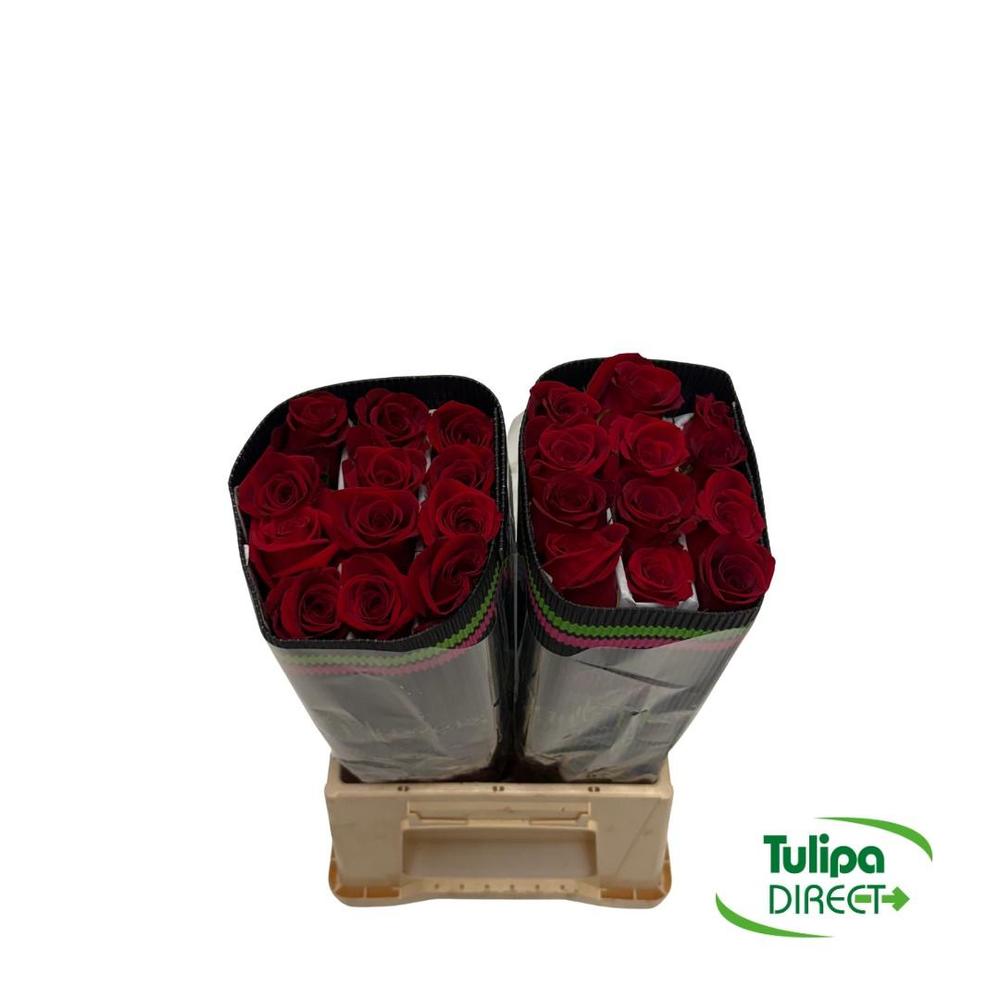 Rosa co freedom DIRECT (col) x25