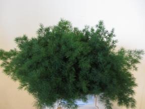 Zeleň - asparagus umbulatum