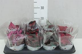 Begonia rex