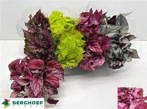 Begonia rex