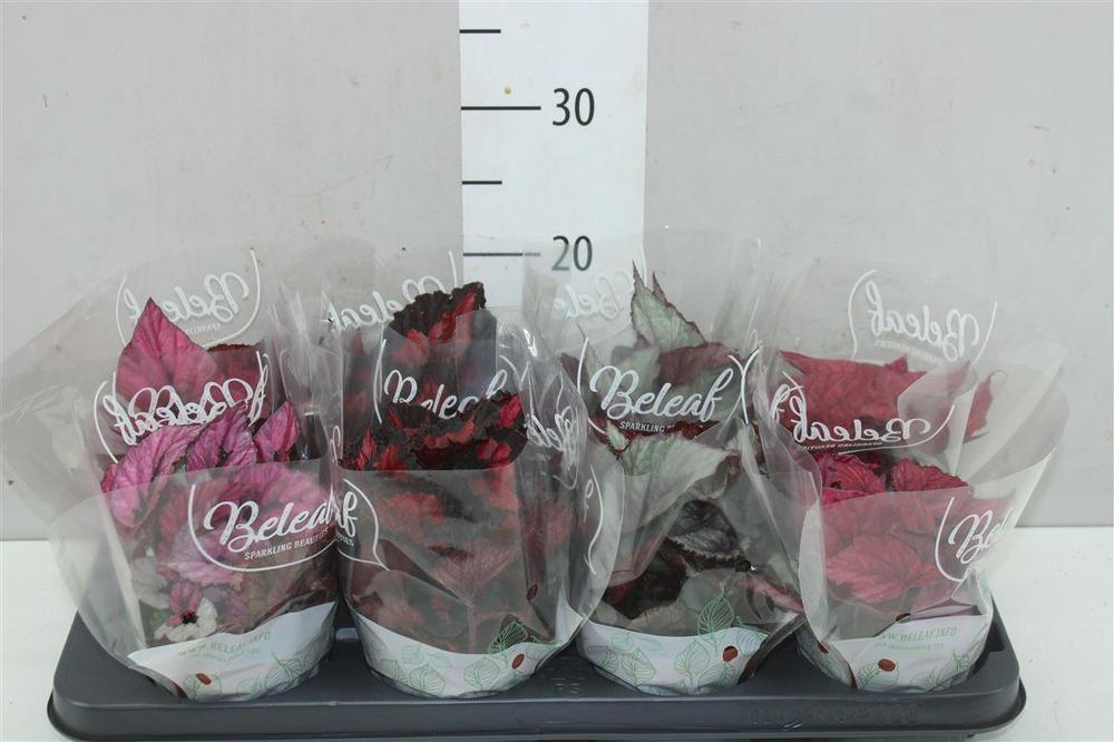 Begonia rex
