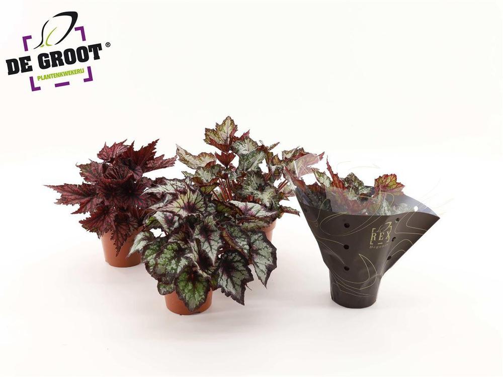 Begonia rex