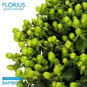 Hypericum coco bamboo