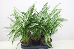 Aglaonema Cutlass