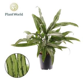 Aglaonema Cutlass