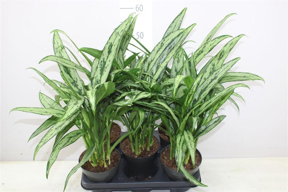 Aglaonema Cutlass