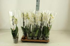 Phalaenopsis white 2tak 16+