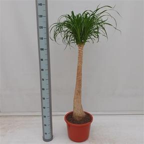 Beaucarnea 1 kmen