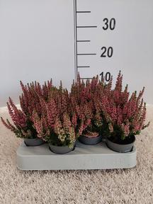 Calluna Beauty Lady red