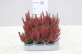 Calluna Beauty Lady red