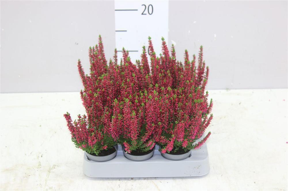 Calluna Beauty Lady red