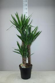 Yucca 3PP