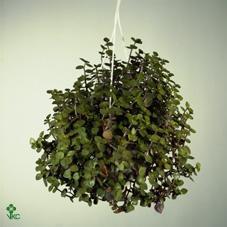 Callisia repens keramika dýně