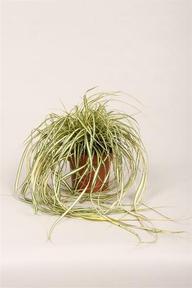 Carex Evergold