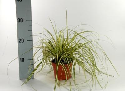Carex Evergold