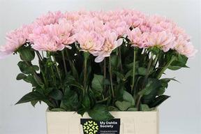 Dahlia princess kate