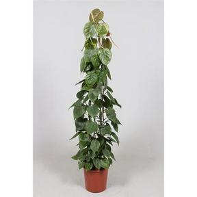 Philodendron scandens