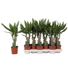 Dracaena steudneri