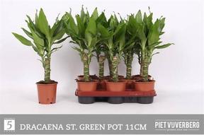 Dracaena steudneri
