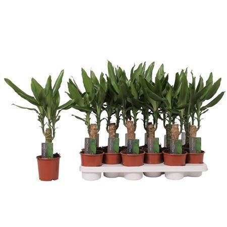 Dracaena steudneri