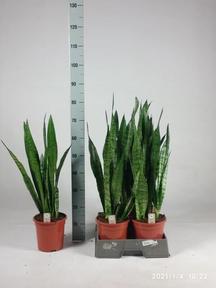Sansevieria Zeylanica