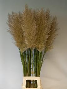 Cortaderia