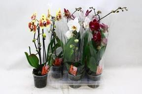 Phalaenopsis Cascade mix 1tak