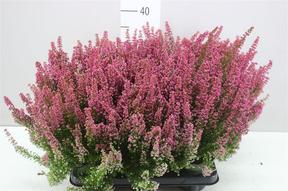 Erica gracilis Beauty Queen