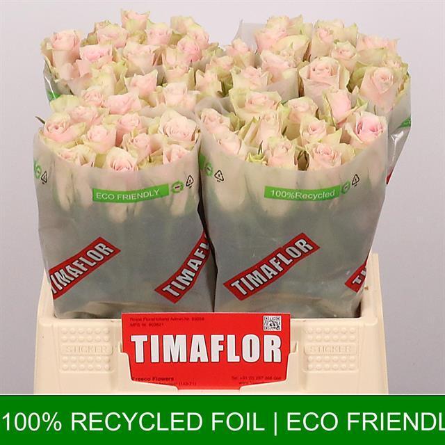 Rosa gr pink athena