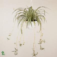 Chlorophytum comosum Vittatum