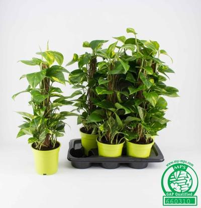 Epipremnum