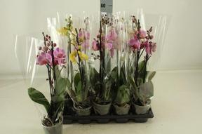 Phalaenopsis mix 2tak 14+