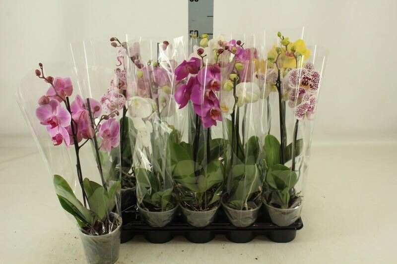 Phalaenopsis mix 2tak 14+
