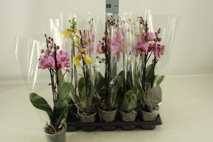 Phalaenopsis mix 2tak 14+