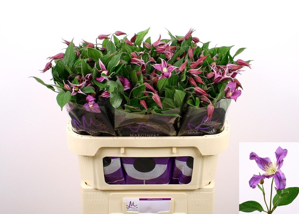 Clematis amazing rome
