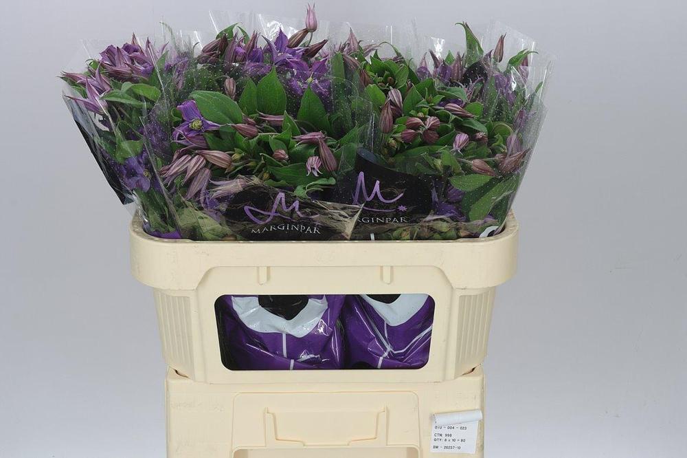 Clematis amazing rome