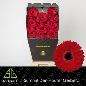 Germini plastic black tie