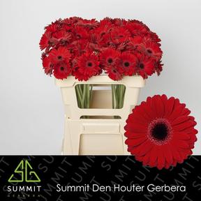 Germini plastic black tie