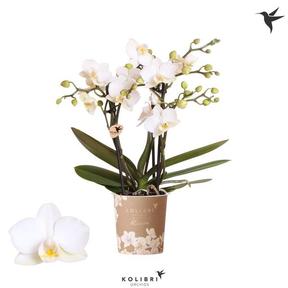 Phalaenopsis kolibri mix
