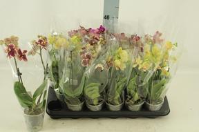 Phalaenopsis kolibri mix